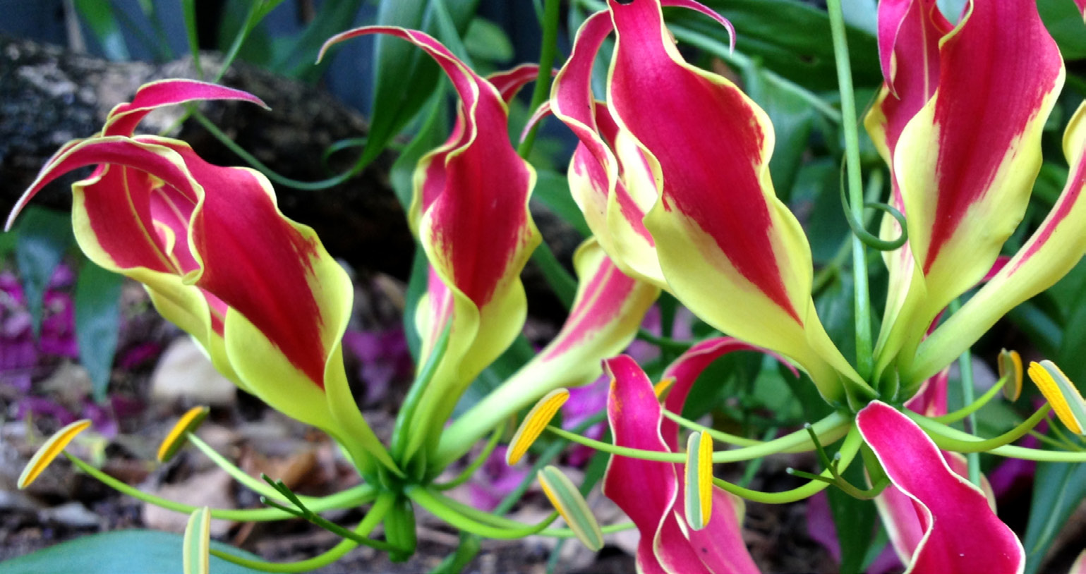Red and yellow reflexed petals of Gloriosa superba, Zimbabwe's national flower