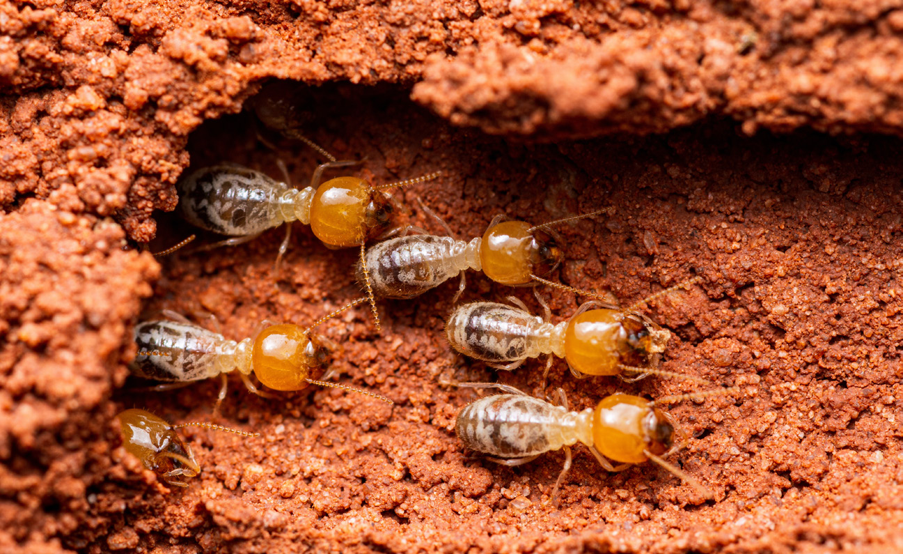 Termites moving through the red earth of a mound