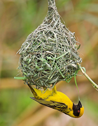 Village weaver hanging beneath its woven nest