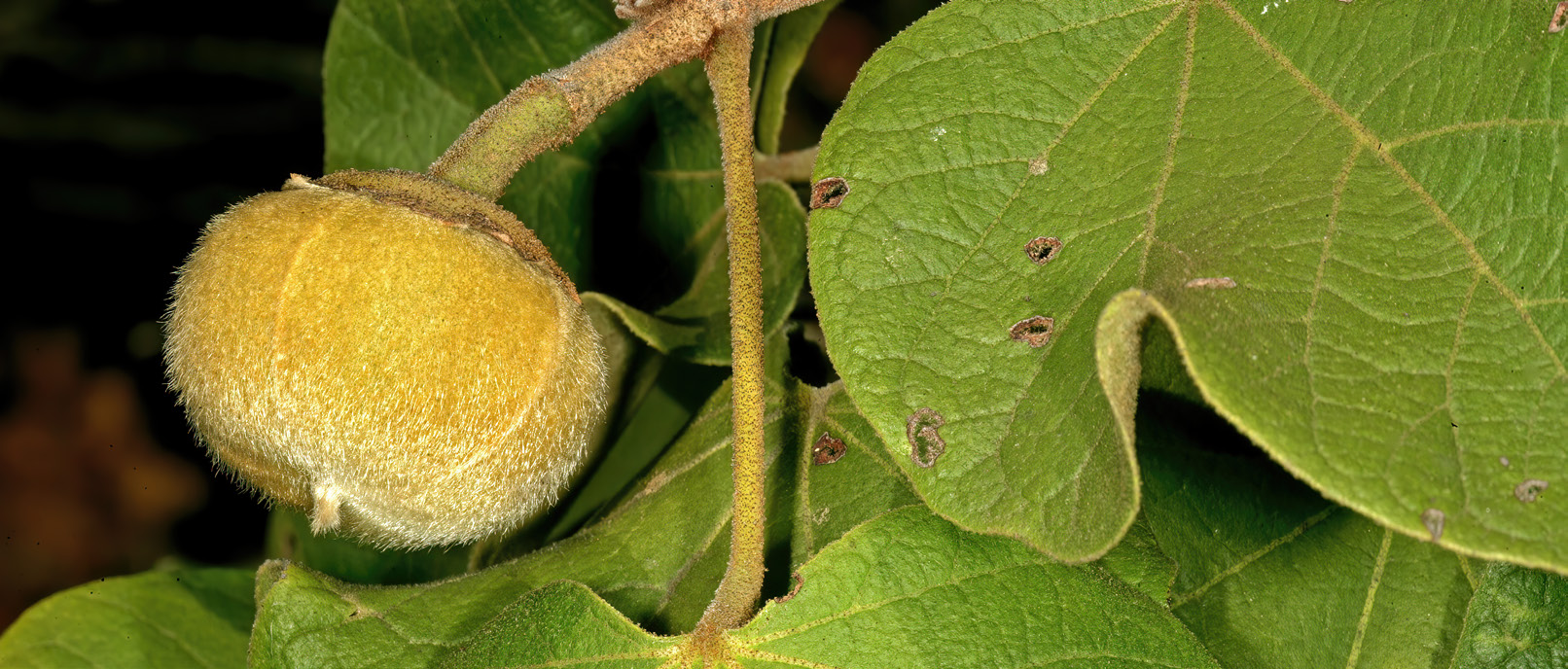 Matohwe fruit growing beside a green leaf